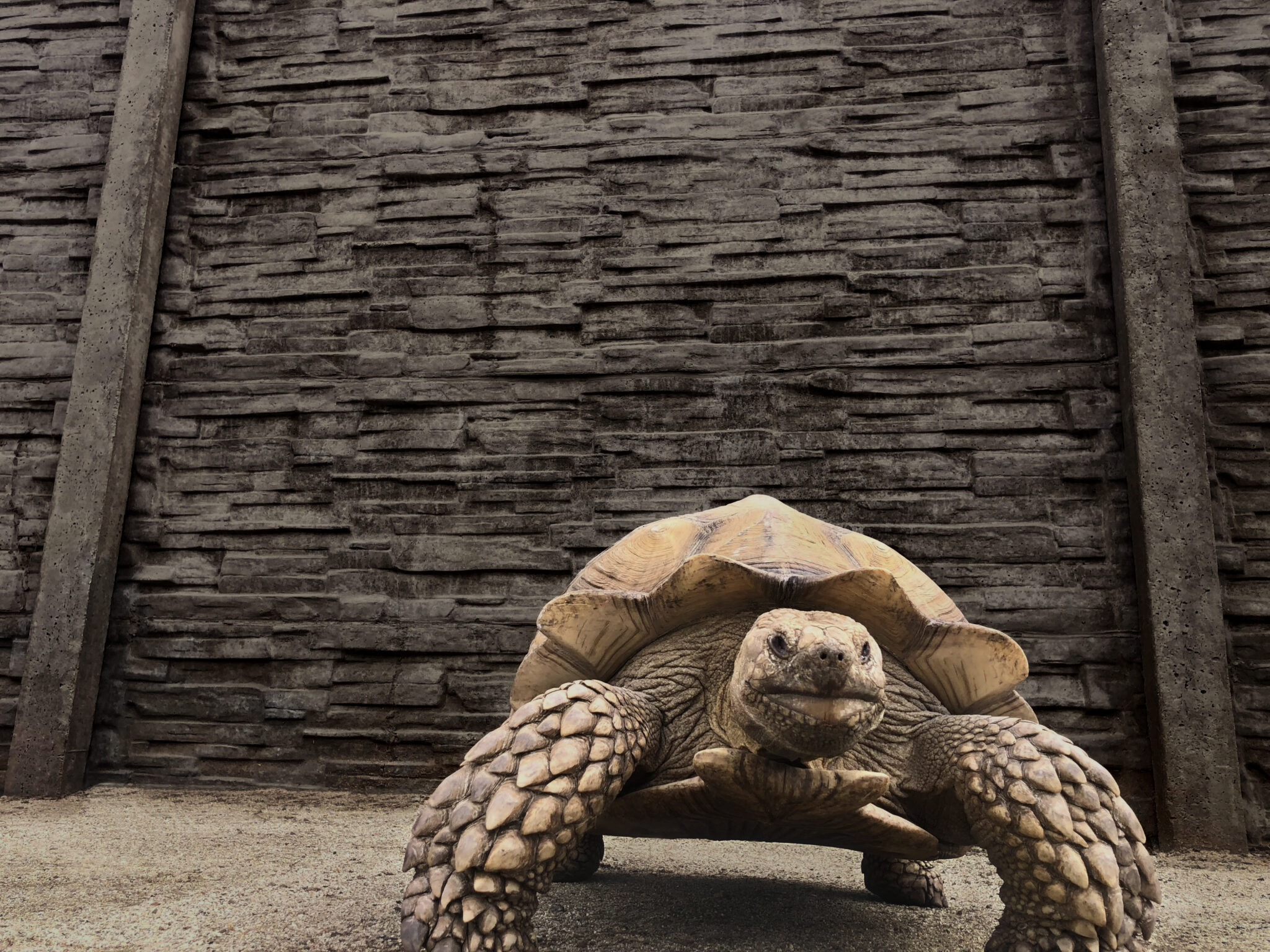 Stackwall turtle 2 2048x1536